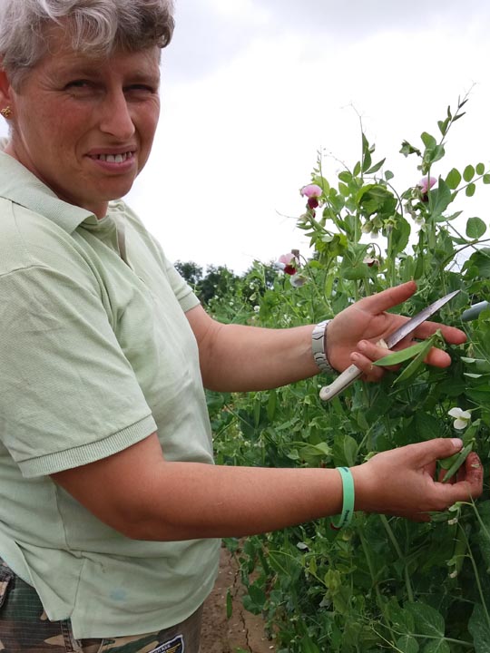 Verdura - Azienda Agricola Donatella Occhetti