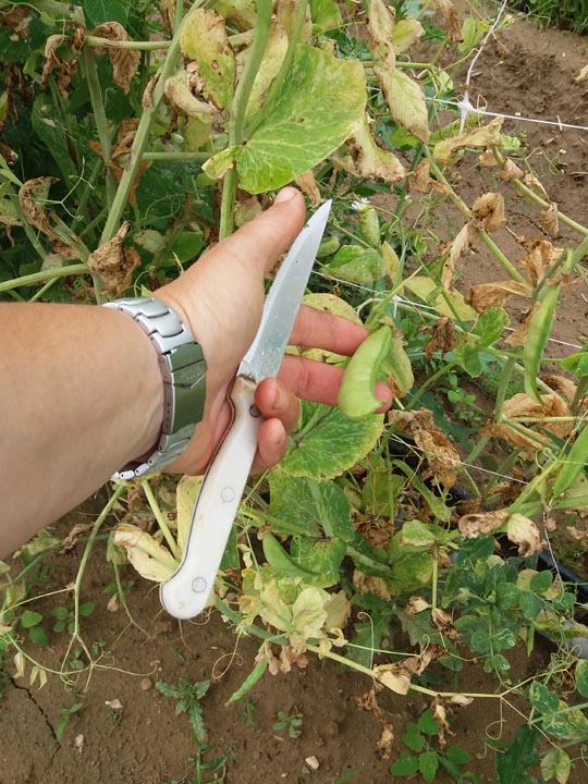 Verdura - Azienda Agricola Donatella Occhetti