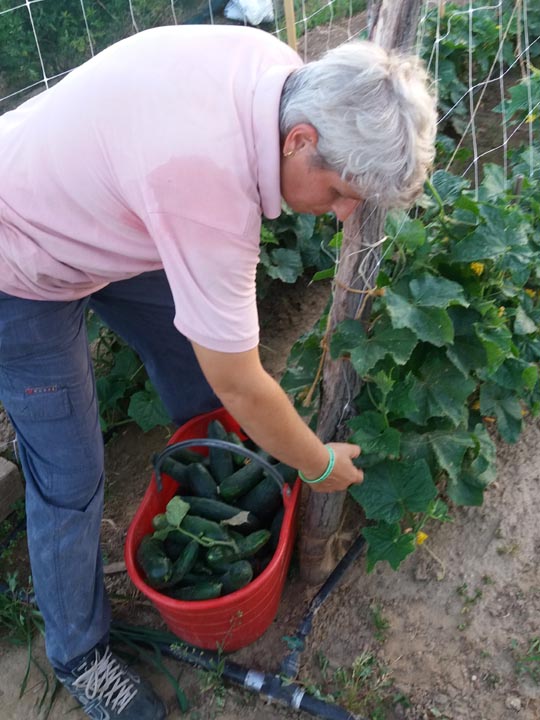 Verdura - Azienda Agricola Donatella Occhetti