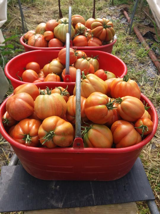 Pomodori - Azienda Agricola Donatella Occhetti