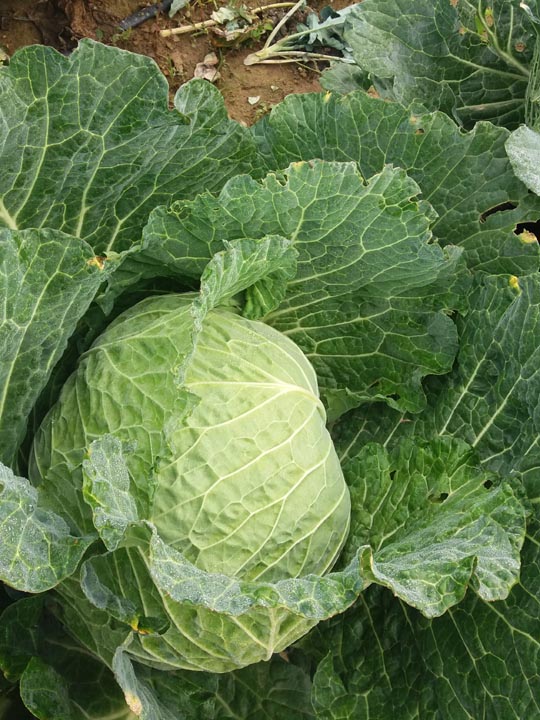 Verdura - Azienda Agricola Donatella Occhetti
