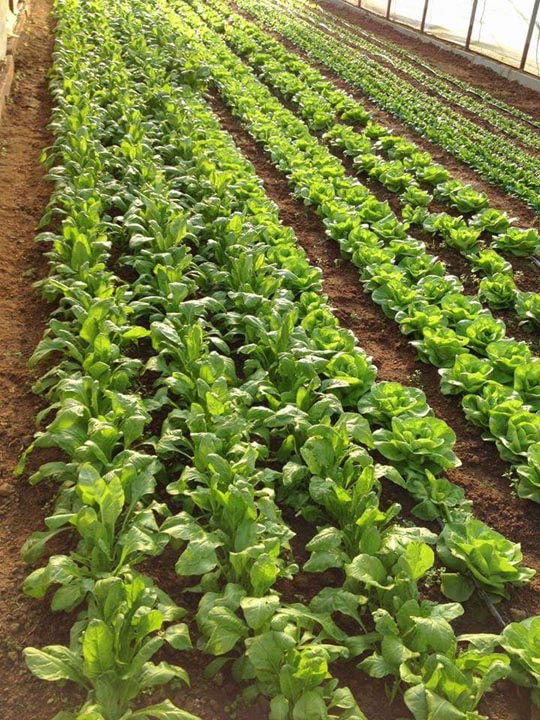 Verdura - Azienda Agricola Donatella Occhetti