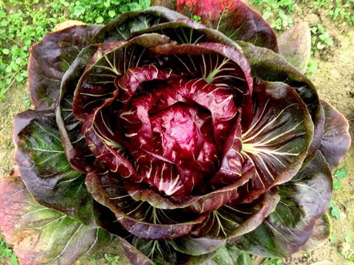 Verdura - Azienda Agricola Donatella Occhetti