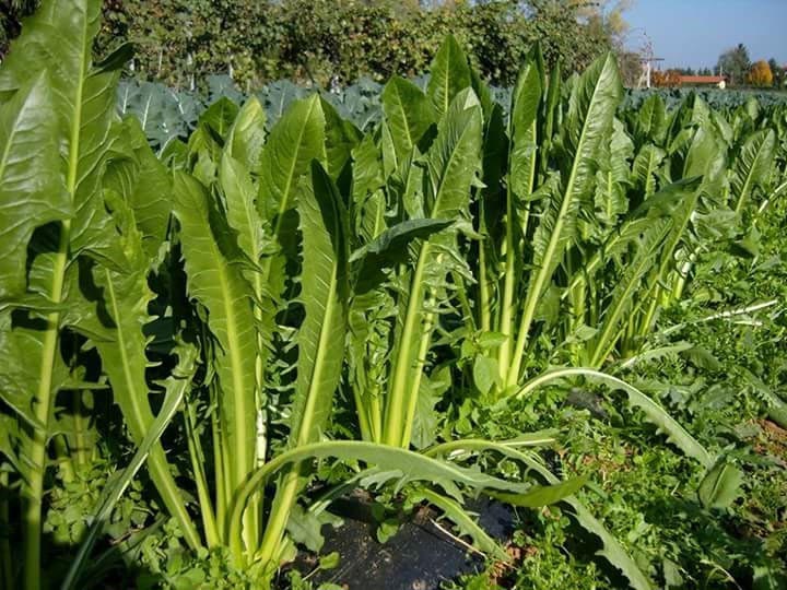 Verdura - Azienda Agricola Donatella Occhetti