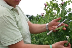 Verdura - Azienda Agricola Donatella Occhetti