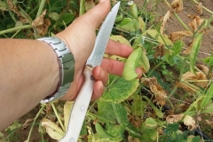 Verdura - Azienda Agricola Donatella Occhetti