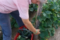 Verdura - Azienda Agricola Donatella Occhetti