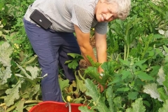 Verdura - Azienda Agricola Donatella Occhetti