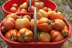 Pomodori - Azienda Agricola Donatella Occhetti