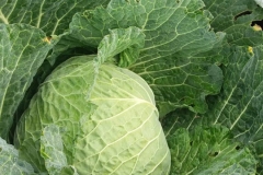 Verdura - Azienda Agricola Donatella Occhetti