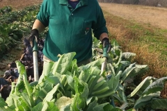 Verdura - Azienda Agricola Donatella Occhetti