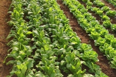 Verdura - Azienda Agricola Donatella Occhetti