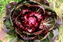 Verdura - Azienda Agricola Donatella Occhetti
