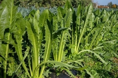 Verdura - Azienda Agricola Donatella Occhetti