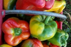 Verdura - Azienda Agricola Donatella Occhetti