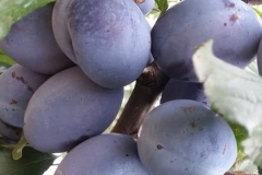 Frutta - Azienda Agricola Donatella Occhetti