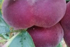 Frutta - Azienda Agricola Donatella Occhetti