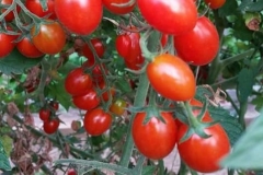 Verdura - Azienda Agricola Donatella Occhetti