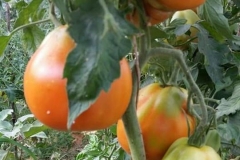 Verdura - Azienda Agricola Donatella Occhetti