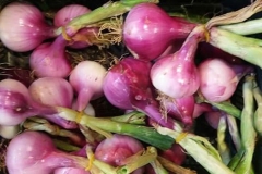 Verdura - Azienda Agricola Donatella Occhetti