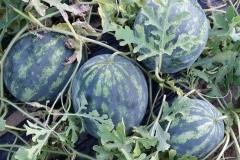 Verdura - Azienda Agricola Donatella Occhetti