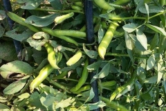 Verdura - Azienda Agricola Donatella Occhetti