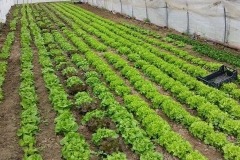 Verdura - Azienda Agricola Donatella Occhetti