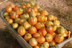 Verdura - Azienda Agricola Donatella Occhetti
