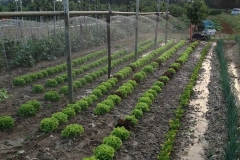 Insalata - Azienda Agricola Donatella Occhetti