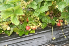 Frutta - Azienda Agricola Donatella Occhetti